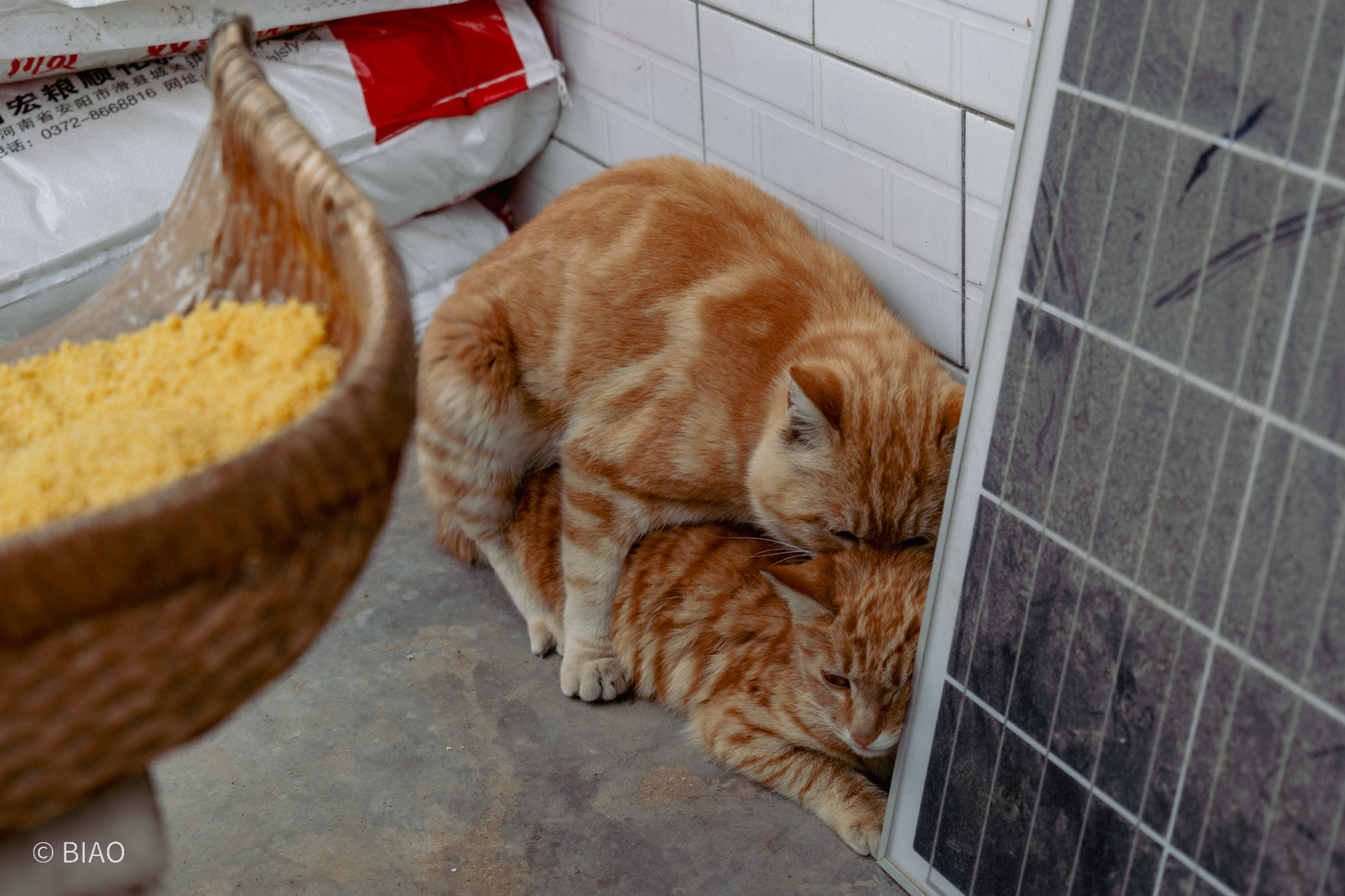 猫2 | Cat 2